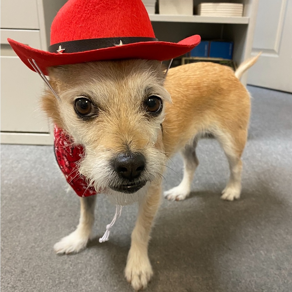 Adorable pet cowboy hats 🧢🐾🐶🐱🐈 - Picture 5 of 12